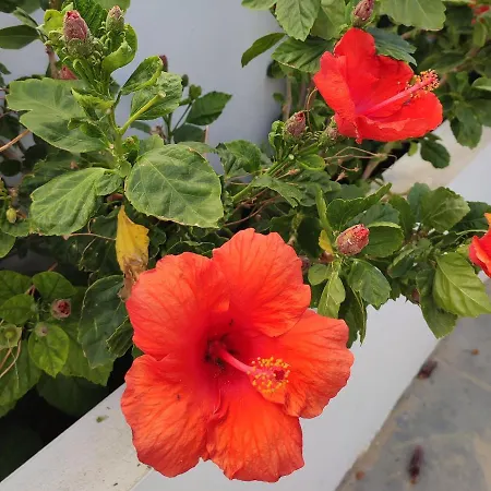 Apartamento Aitana El Palmar (Andalucia)